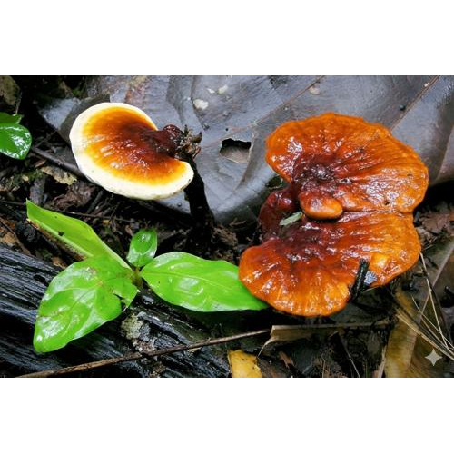 Tìm hiểu về nấm linh chi