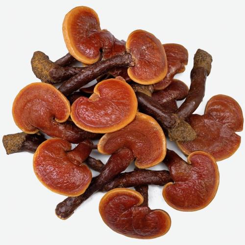 Tôi đang uống thuốc Tây thì có dùng nấm linh chi được không?