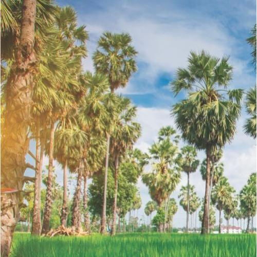 Phân bố