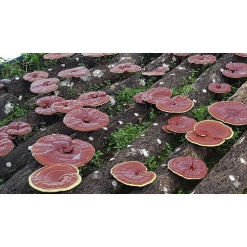 Nấm linh chi Hàn Quốc