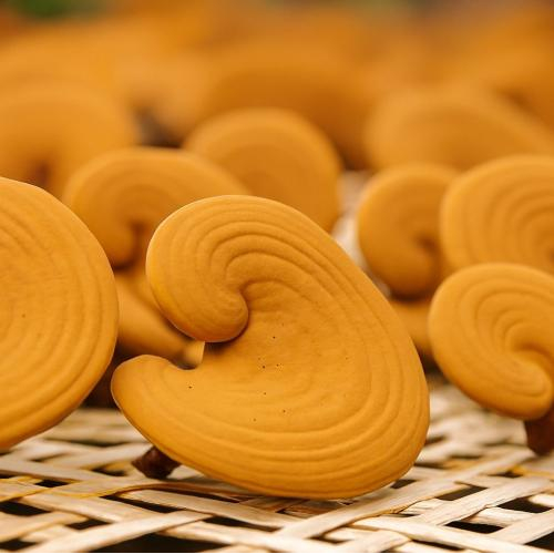 Thành phần hóa học của nấm linh chi