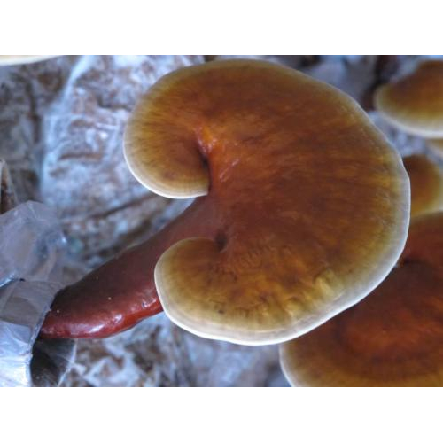 Nguyên liệu tự nhiên