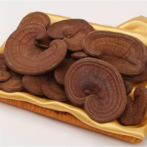 Nấm linh chi có ảnh hưởng đến giấc ngủ không?