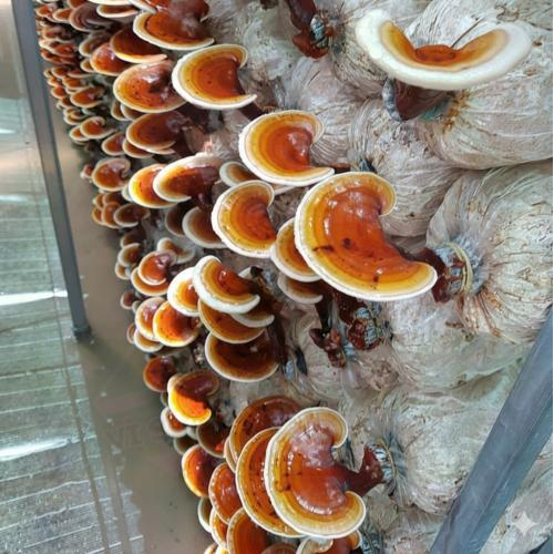 Uống Nấm Linh Chi Nhiều Được Không? Dùng Nấm Linh Chi Thường Xuyên Có Tốt Không?