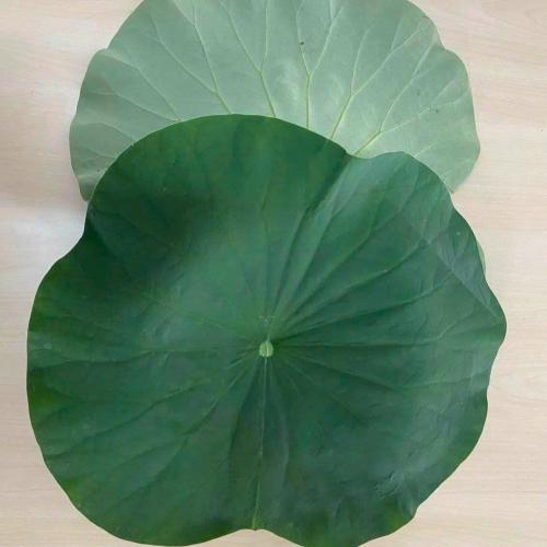 Thành phần của oolong sen