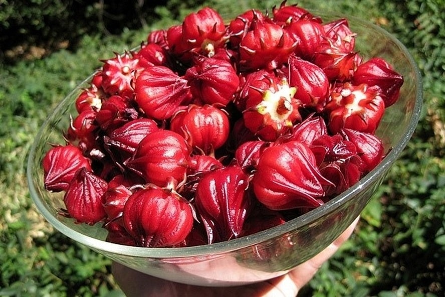Nước cốt atiso loại thường là gì?