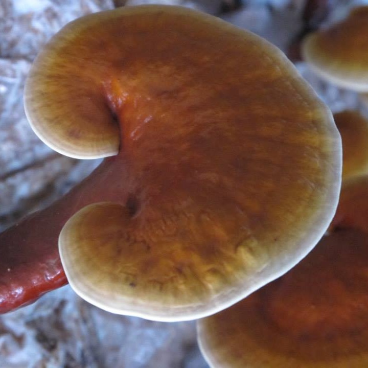 Liều lượng sử dụng nấm linh chi