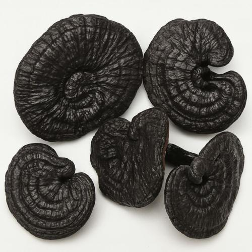 Nấm linh chi đen là nấm gì?