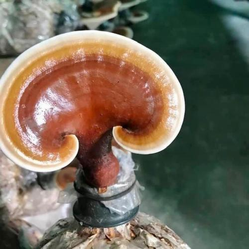 Điểm Danh Ai Không Nên Dùng Nấm Linh Chi?