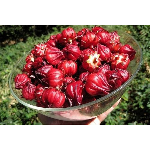 Nước cốt atiso loại thường là gì?