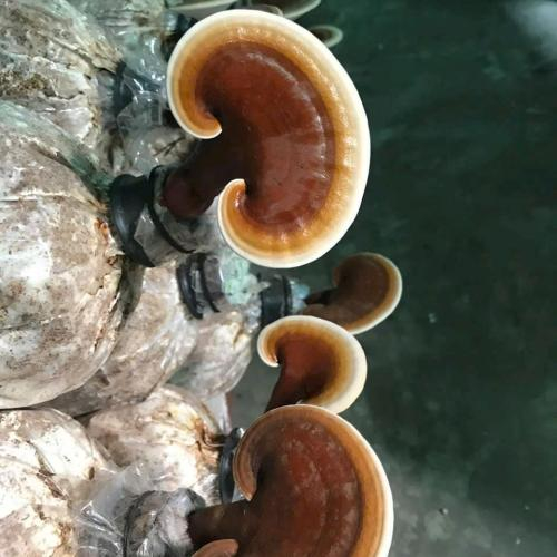 Bào tử nấm linh chi chưa phá vách