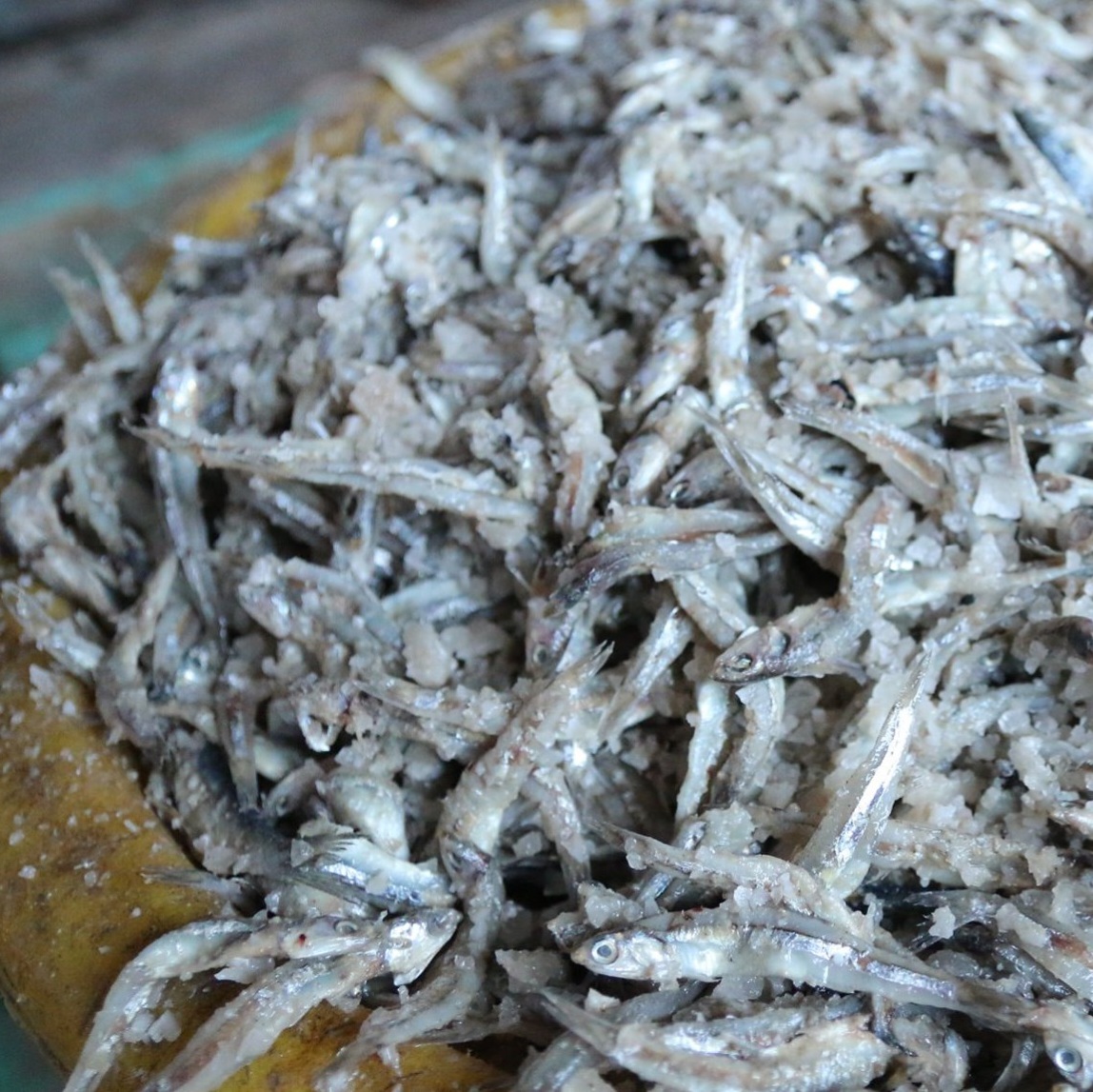 Bắt đầu từ những mẻ cá cơm tươi