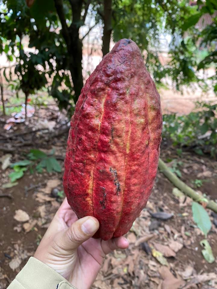 Quả ca cao là gì?