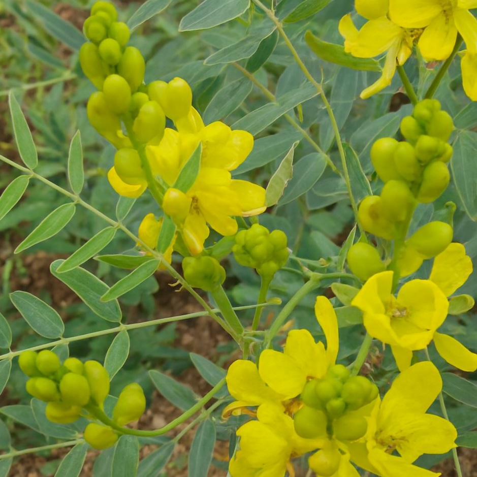 Nhờ có phan tả diệp