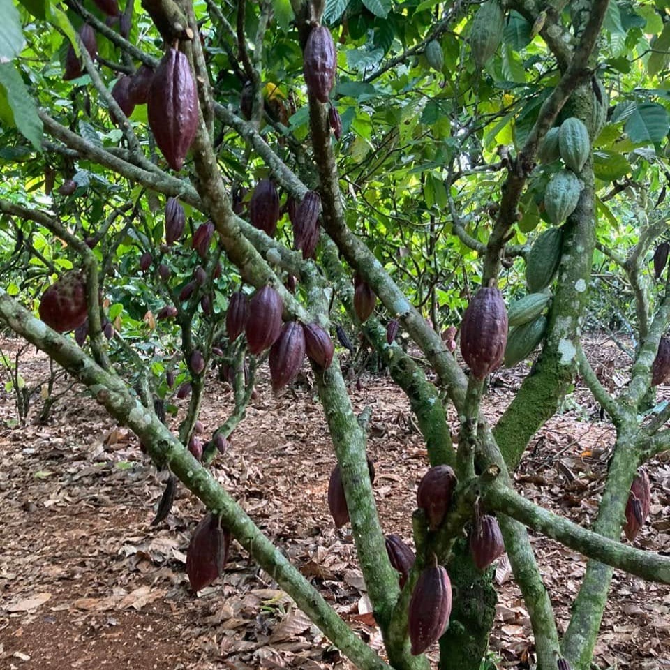 Ecuador