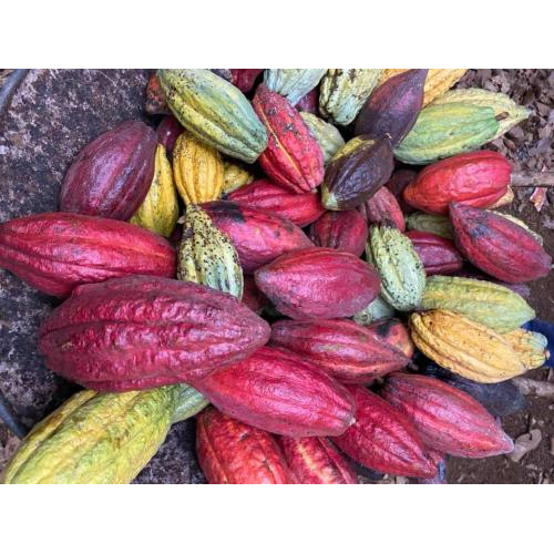 Nguồn gốc cacao