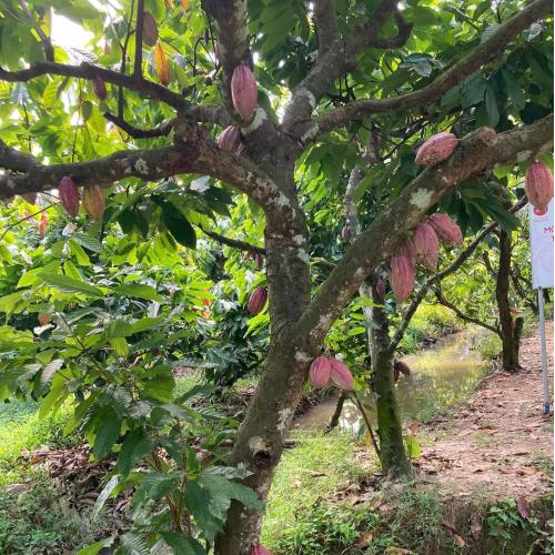 Nguồn gốc rõ ràng