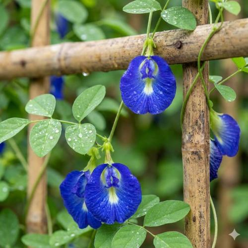 Tìm hiểu về hoa đậu biếc