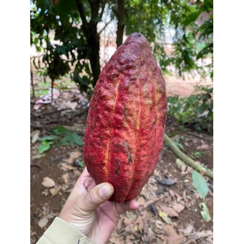 Đồng bằng sông Cửu Long