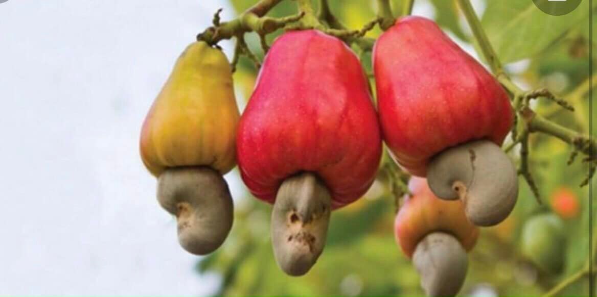 Cung cấp dưỡng chất