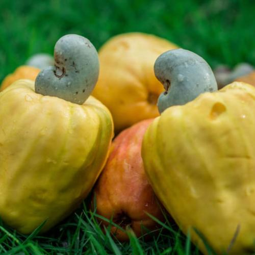 Nguyên liệu chất lượng