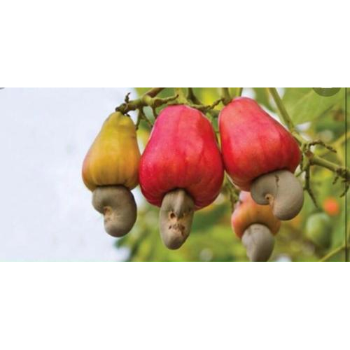 Quả điều có chất dinh dưỡng nào?