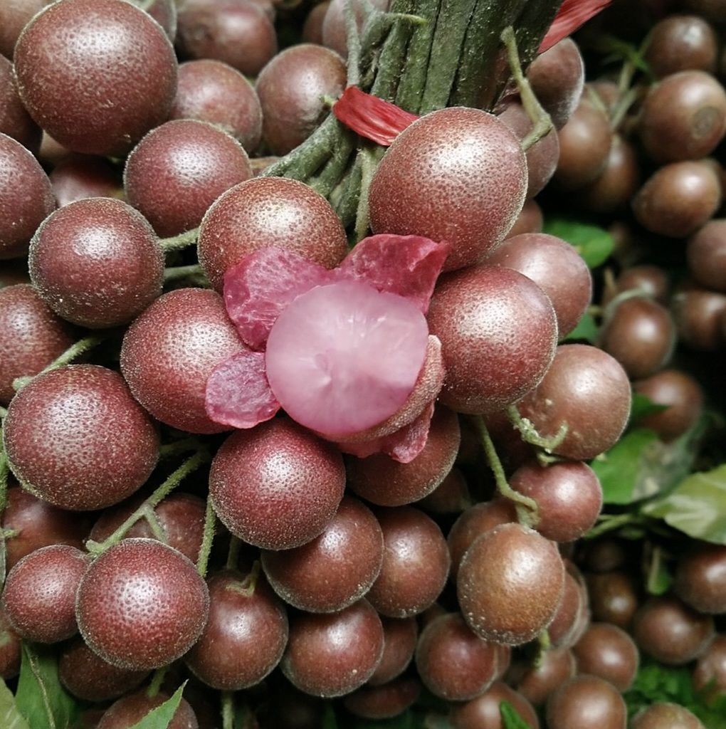 Quất hồng bì tím