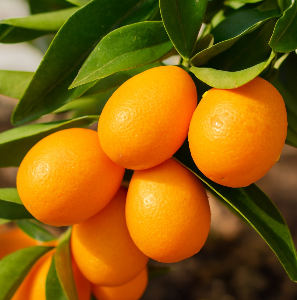 Tưới nước cho cây