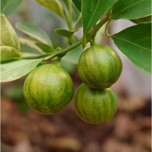 Quất cẩm thạch