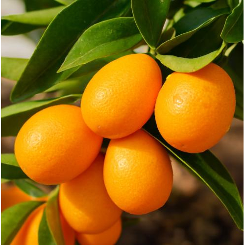 Nước tắc bao nhiêu calo?