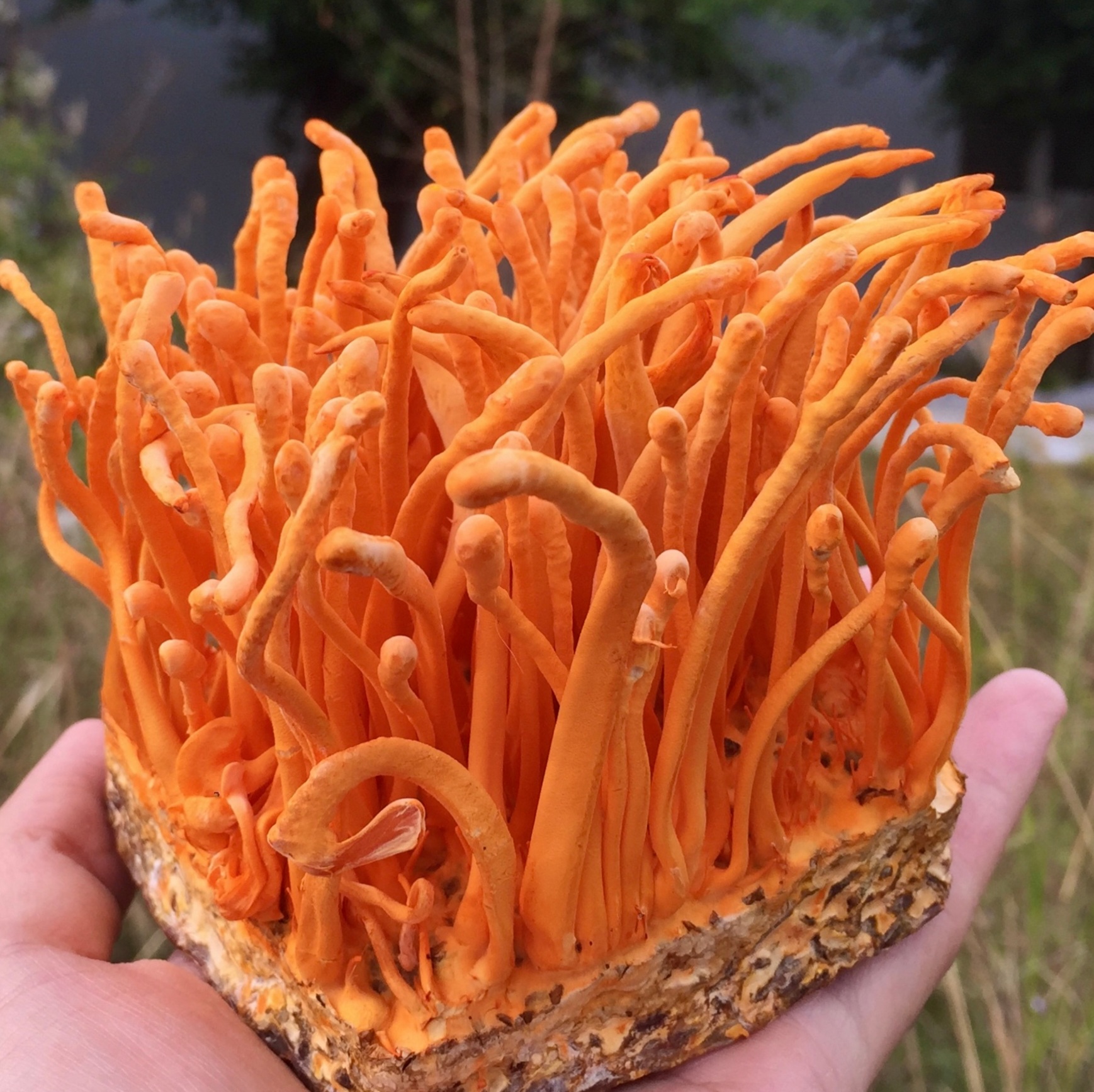 3. Thời gian cho đông trùng vào món ăn