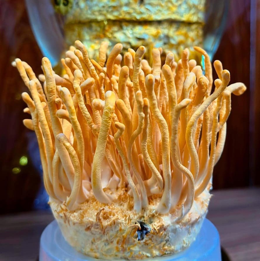 5. Độ tươi của nấm