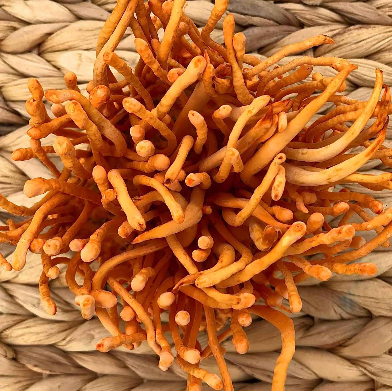 7 Công Dụng Của Đông Trùng Hạ Thảo Tươi Dựa Trên Khoa Học