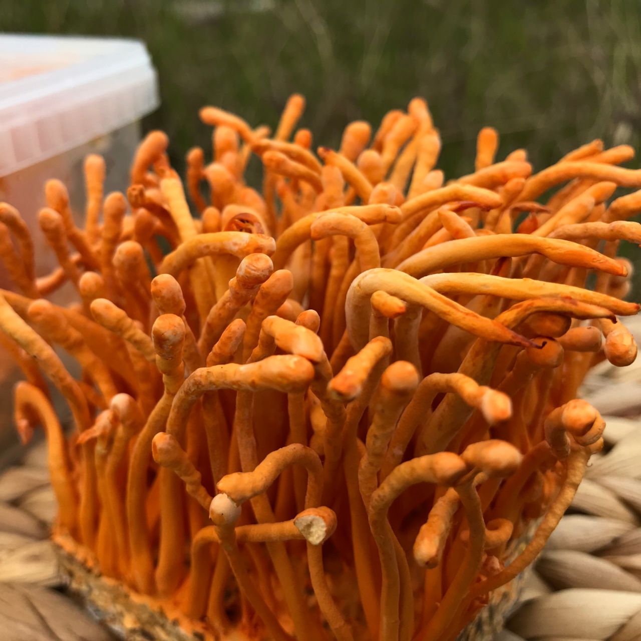 3. Nấm tươi nuôi cấy chứa bao nhiều % dưỡng chất?