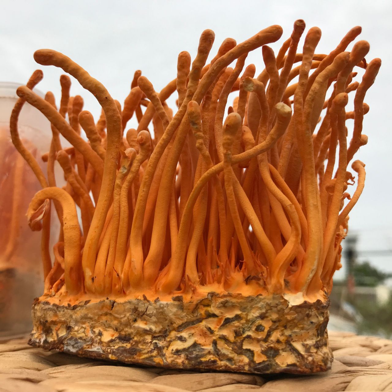 1. Màu sắc thay đổi