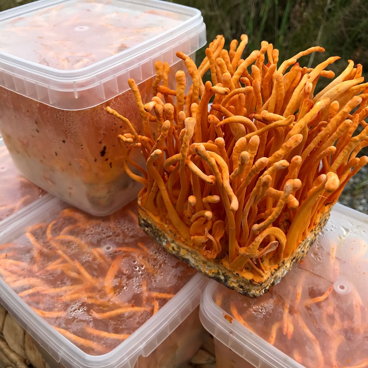 Đông trùng hạ thảo tươi có bị làm giả không?