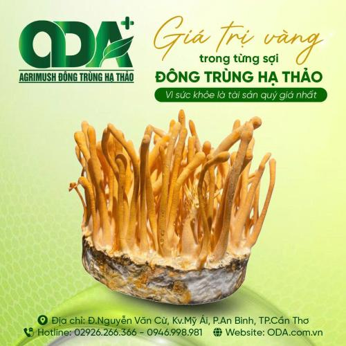 Cách Chọn Mua Đông Trùng Hạ Thảo Tươi Chất Lượng, 7 Tiêu Chí Quan Trọng