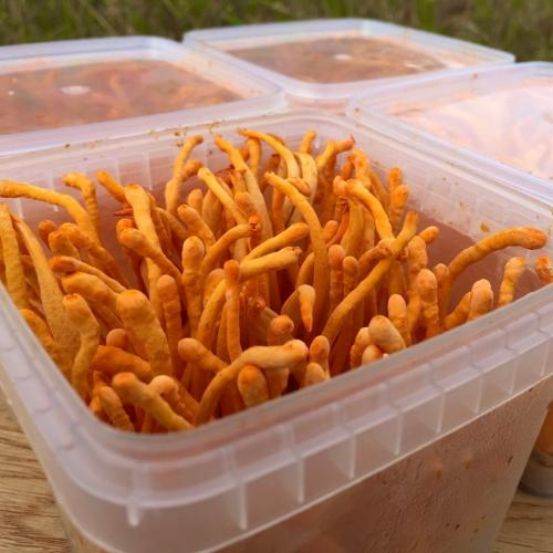 1. Cung cấp nhiều chất dinh dưỡng