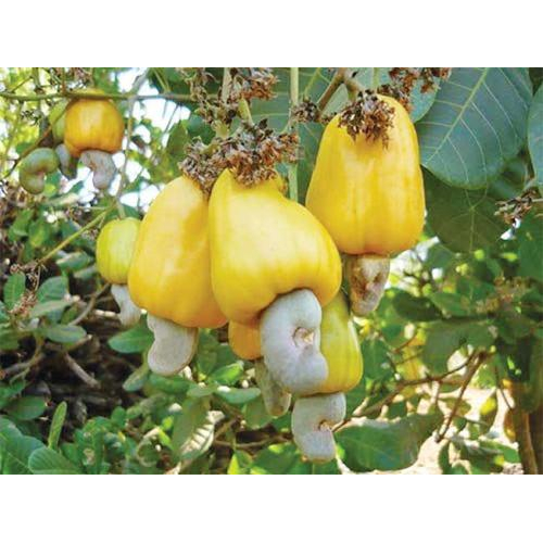 1. Nguyên liệu sạch