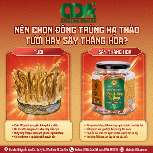 Đông trùng hạ thảo tươi và khô khác nhau như thế nào?