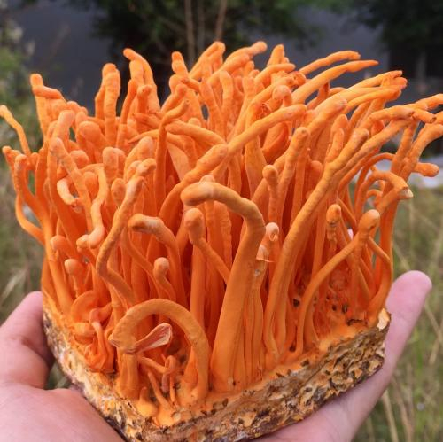 3. Giúp chống oxy hóa, hỗ trợ làn da