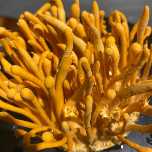 Ăn gà hầm đông trùng hạ thảo vào buổi tối được không?