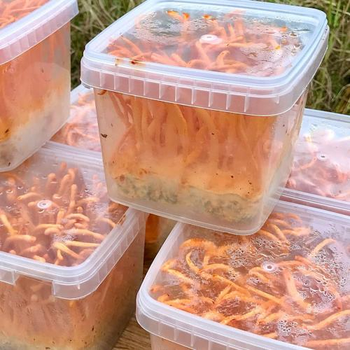 Đông trùng hạ thảo tươi để được bao lâu?