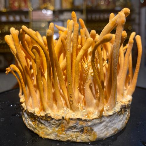 Cách nhận biết đông trùng hạ thảo tươi bị hư hỏng