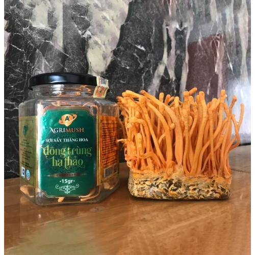 500mg đông trùng hạ thảo premium