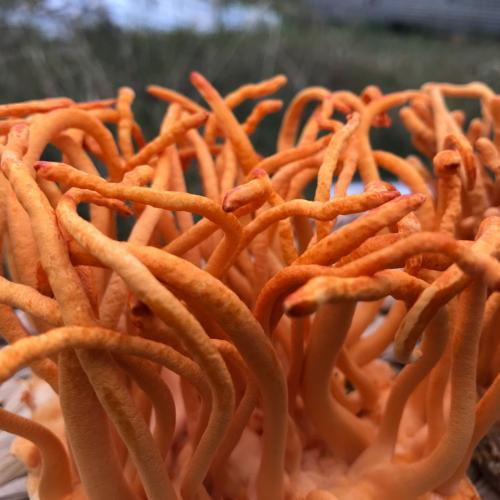 Đông trùng hạ thảo tươi có tốt không?