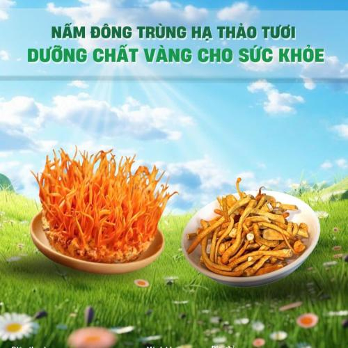 Canh gà và đông trùng hạ thảo, nấm linh chi