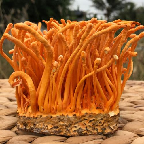 Bảo quản nấm tươi thế nào nếu không dùng ngay?