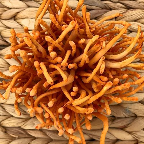 Đông trùng hạ thảo tươi có tốt không?