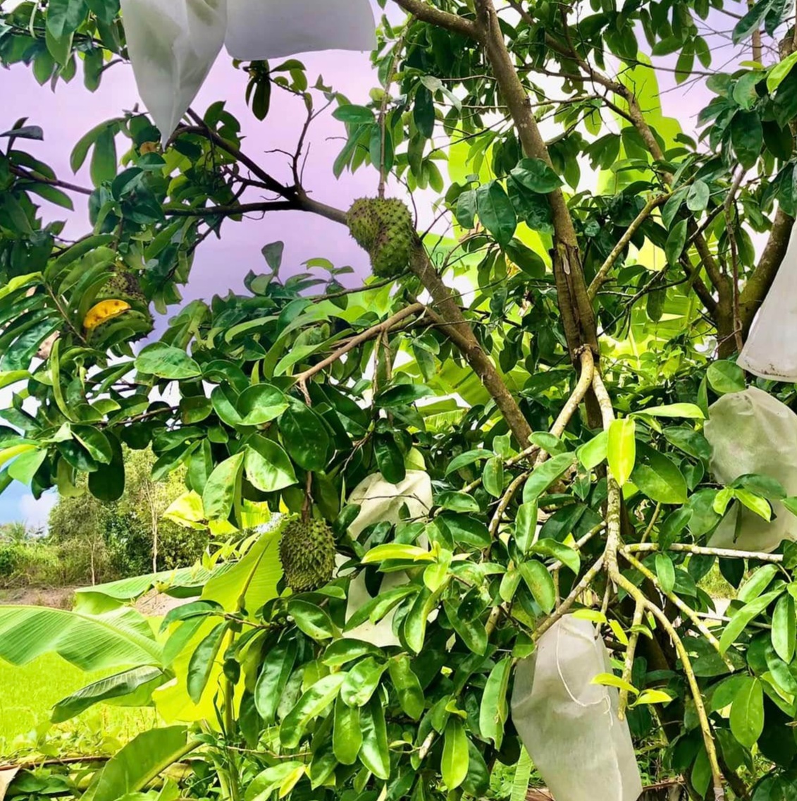 Mãng cầu xiêm là gì?